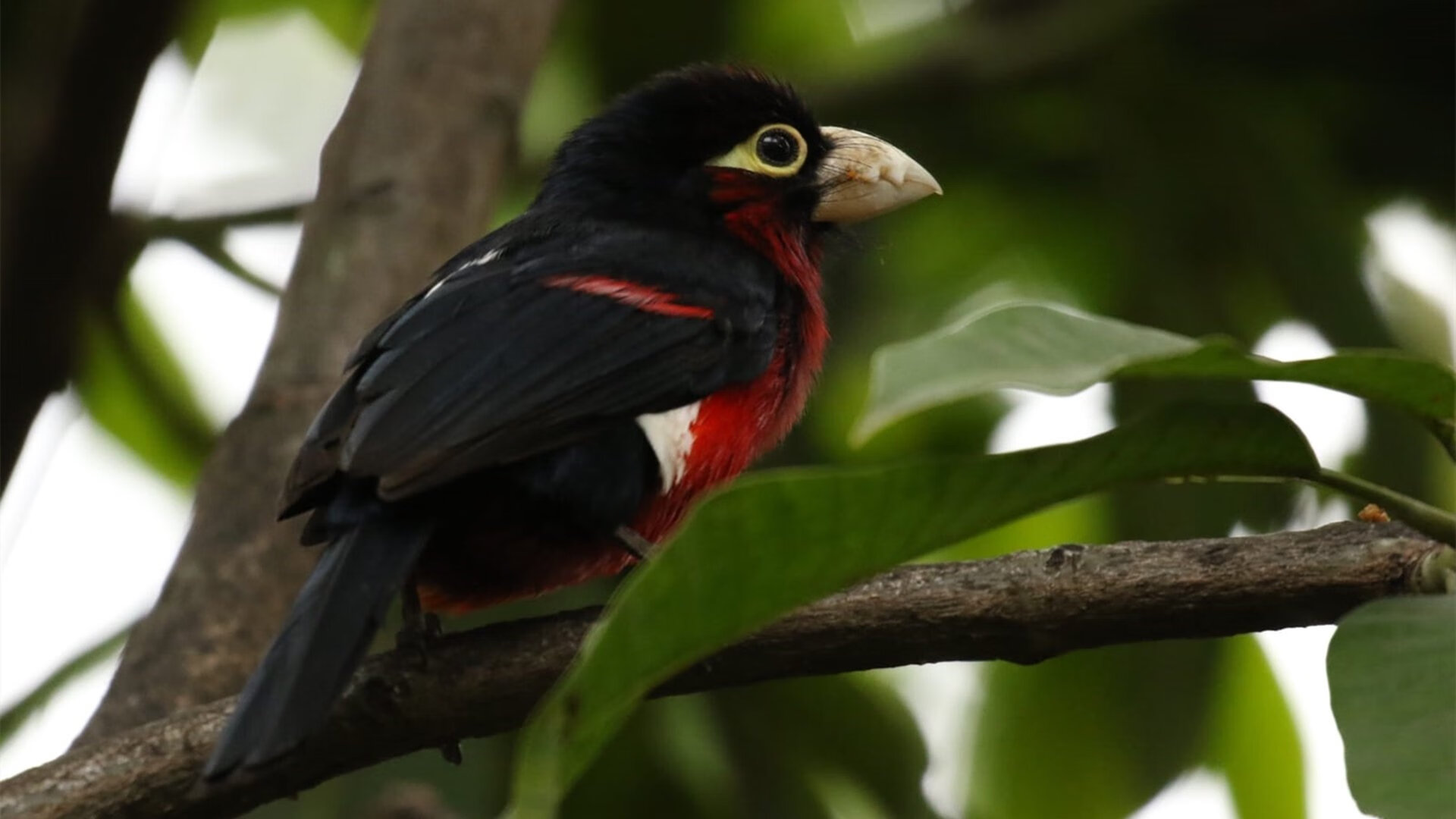 _联盟焦点:热火vs皇家具备看点_,热火vs黄蜂季后赛第七场